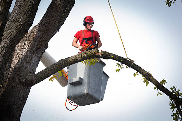 Best Best Tree Removal Services  in Orofino, ID